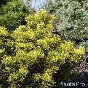 Pinus mugo'Carstens Wintergold'