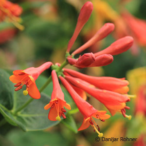 Lonicera brownii (x)'Dropmore Scarlet'