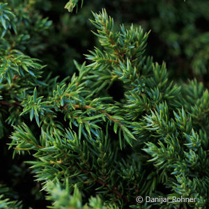 Juniperus communis'Green Carpet'