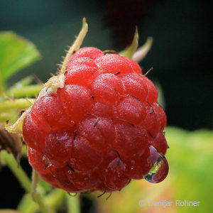 Rubus (Himbeere)'Autumn Bliss'