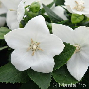 Platycodon grandiflorus'Fuji White'