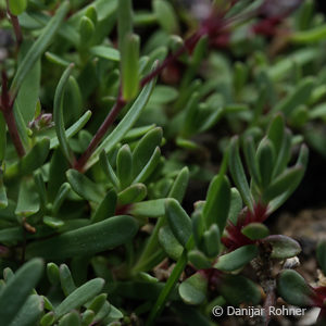 Gypsophila repens