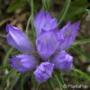 Edraianthus graminifolius