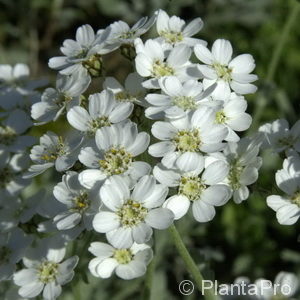 Achillea umbellata