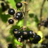 Ribes (Johannisbeere)'Neva' schwarz