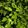 Vaccinium myrtillus