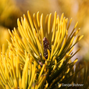 Pinus mugo'Wintergold'