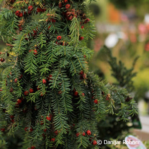 Taxus baccata'Dovastonii Aurea'