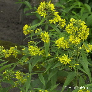 Lysimachia vulgaris