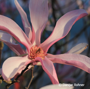 Magnolia'Susan'