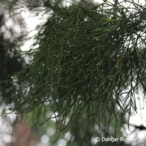 Sequoiadendron giganteum