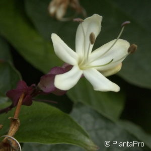 Clerodendrum trichotomum