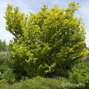 Ulmus hollandica (x)'Wredei'