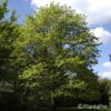 Tilia platyphyllos'Rubra'