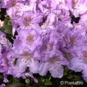 Rhododendron'Lavendula'