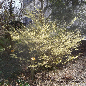 Corylopsis pauciflora