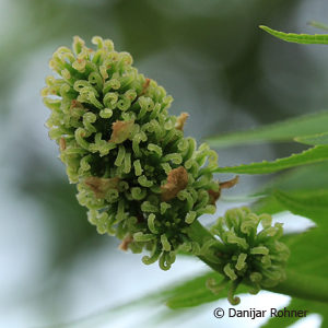 Liquidambar styraciflua