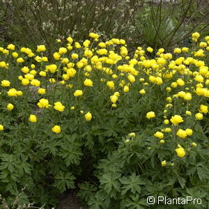 Trollius europaeus