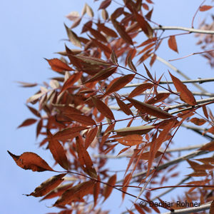 Fraxinus angustifolia'Raywood'
