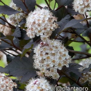 Physocarpus opulifolius'Diabolo'