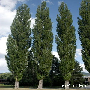 Populus nigra'Italica'