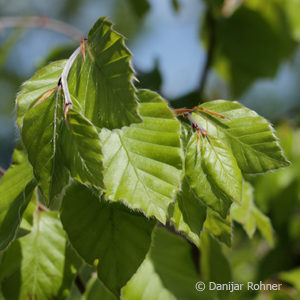 Fagus sylvatica