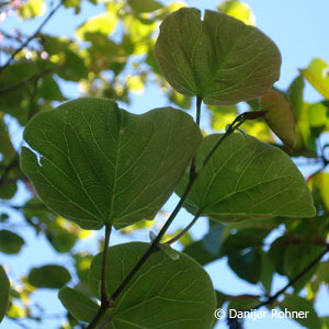 Cercis siliquastrum