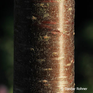 Prunus serrulata'Kiku-shidare'