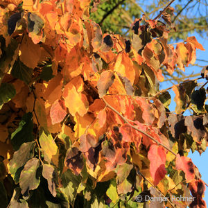 Parrotia persica