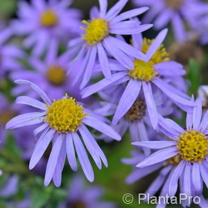 Aster amellusblau