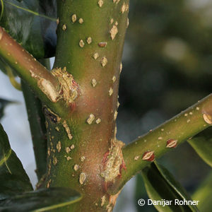 Ilex aquifolium'J.C. van Tol'