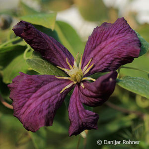 Clematis viticella'Etoile Violette'