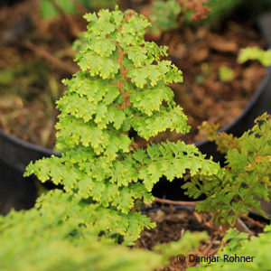 Polystichum setiferum'Plumoso-densum'