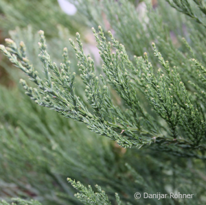 Sequoiadendron giganteum