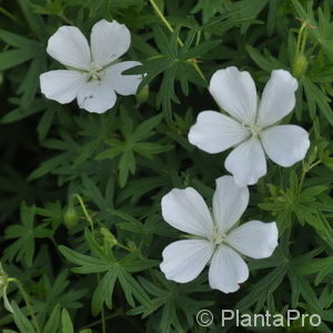 Geranium sanguineum'Album'