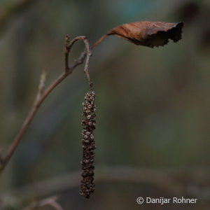 Alnus glutinosa