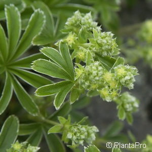 Alchemilla alpina