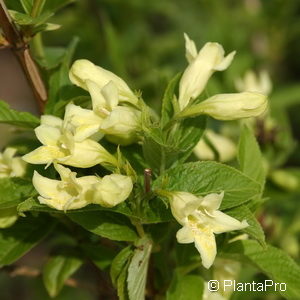 Weigela middendorffiana