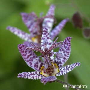 Tricyrtis hirta