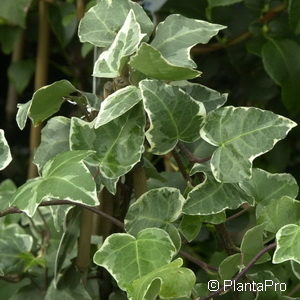 Hedera helix'Glacier'