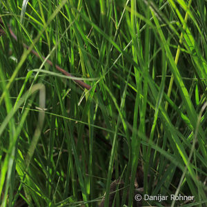 Pennisetum alopecuroides'Hameln'