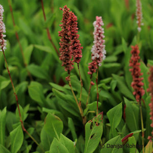 Persicaria affinis'Superba'