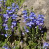 Veronica prostrata