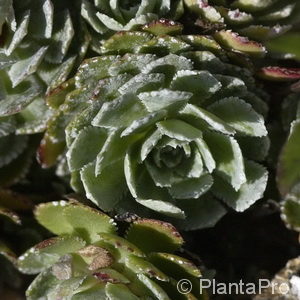 Saxifraga paniculata