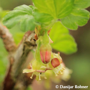 Ribes (Stachelbeere)'Hinnonmaeki Gelb'