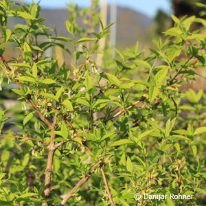 Lonicera purpusii (x)