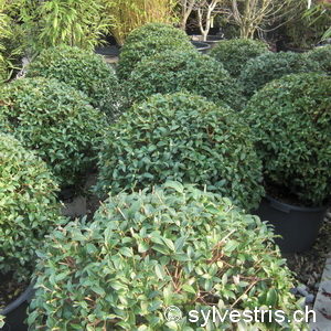 Osmanthus burkwoodii (x)'Kugel'