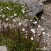 Silene alpestris