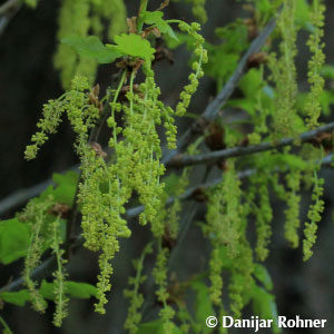 Quercus robur'Fastigiata'