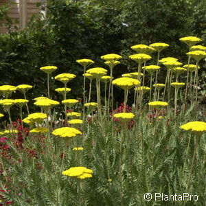 Achillea millefolium